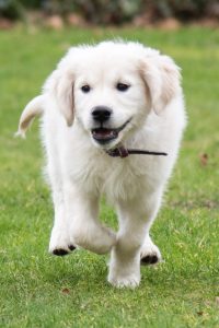 Golden retriever Pup