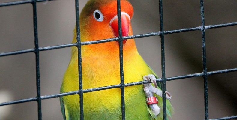 VogelinkooiLife4Fun