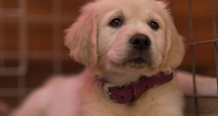 Lieve pups