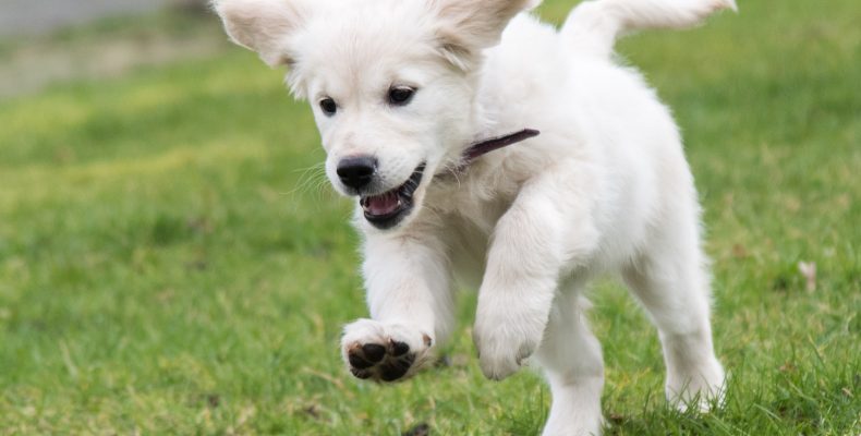 Lief puppy